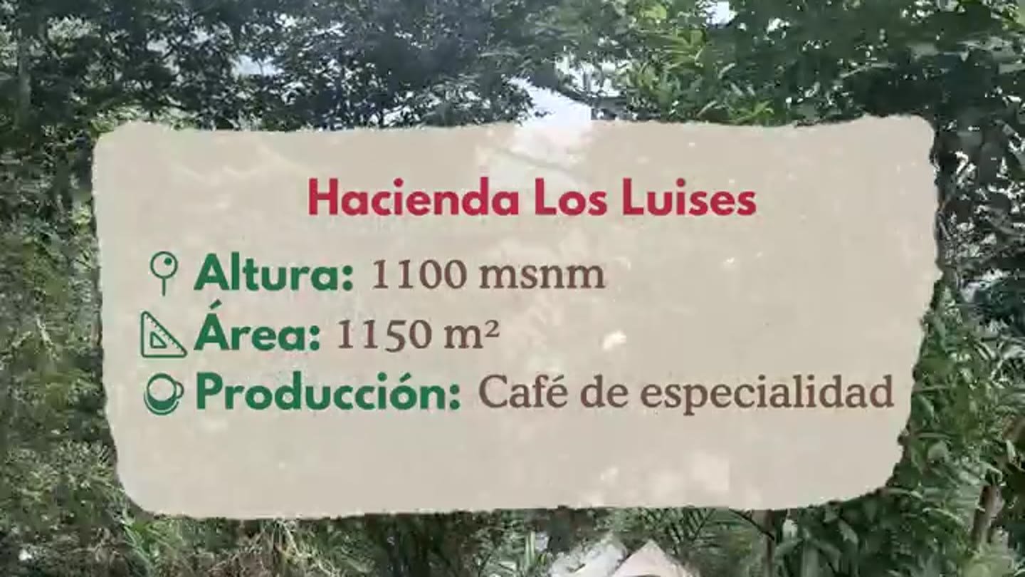 Cafetal de la Hacienda Los Luises en un vídeo de Boconó Specialty Coffee